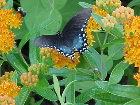 black swallowtail butterfly_jpg