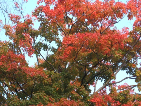 red maple