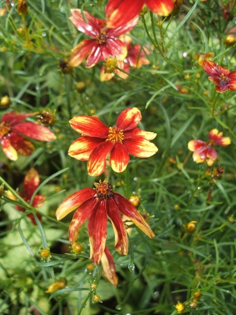 Signs of fall coreposis