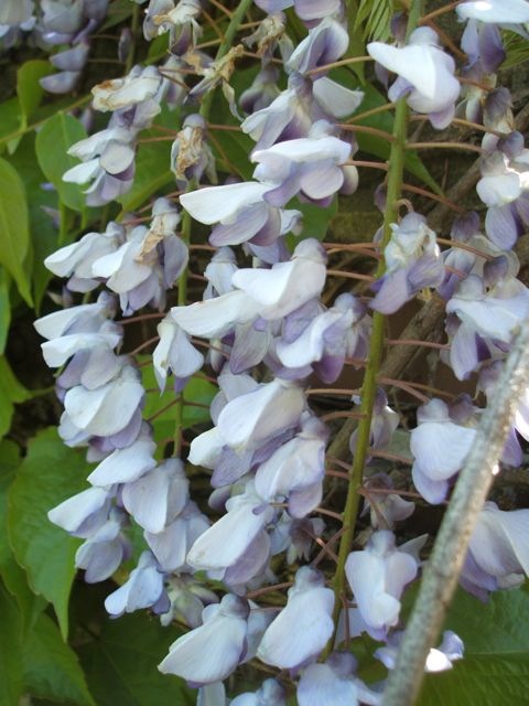 Spring wisteria 2