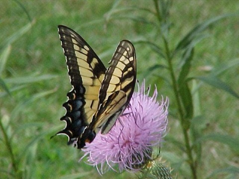 tiger swallowtail butterfly_JPG
